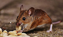 24 Hour & Emergency Exterminators in Saint Martin, OH